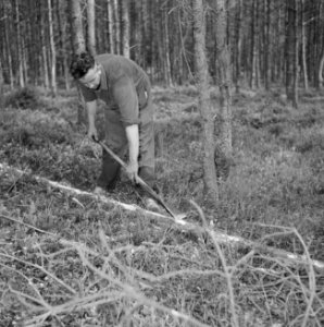 Bosbewerking, arbeiders, gereedschappen, bomen vellen, Bestanddeelnr 251-9441