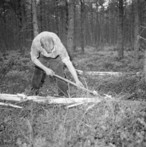 Bosbewerking, arbeiders, gereedschappen, bomen vellen, Bestanddeelnr 251-9432