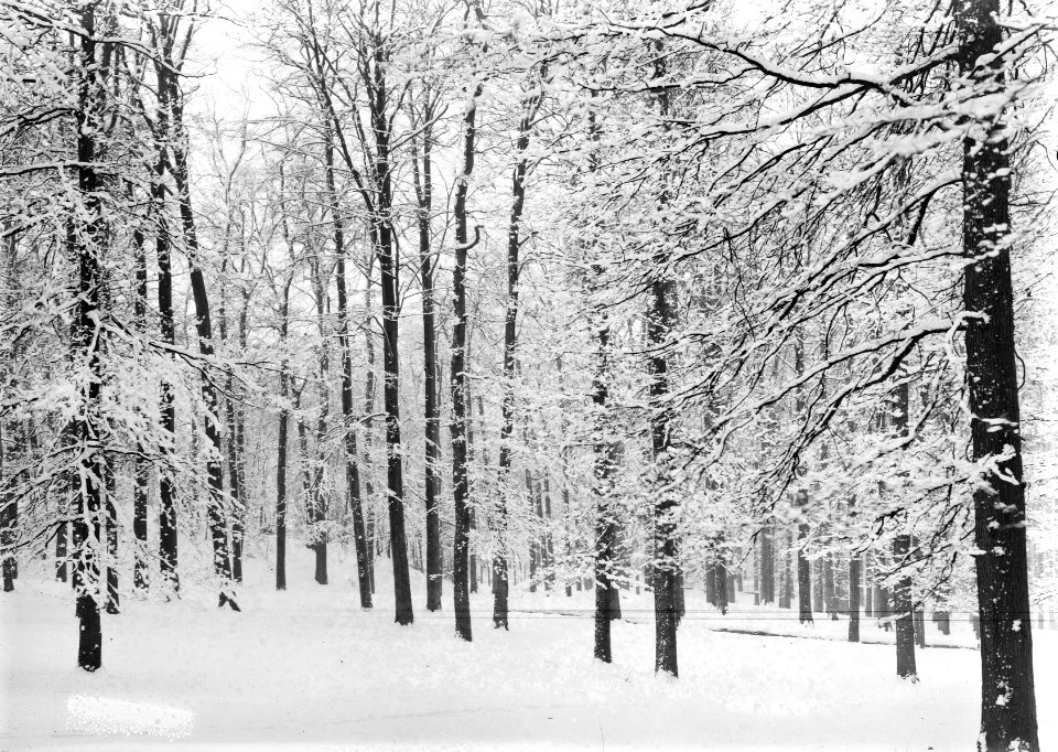 Bossen, sneeuw, Bestanddeelnr 253-6854