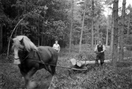Bosbewerking, arbeiders, dieren, boomstammen, vervoeren, paarden, Bestanddeelnr 251-9596