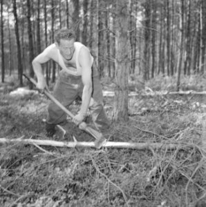 Bosbewerking, arbeiders, gereedschappen, bomen vellen, Bestanddeelnr 251-9459