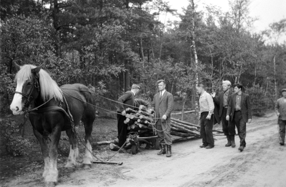 Bosbewerking, arbeiders, dieren, boomstammen, vervoeren, paarden, Bestanddeelnr 251-9597