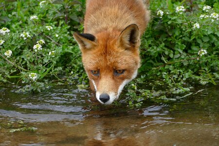 Nature wild brook