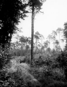 Bosbouw, bosbehandeling, dunning, verjonging, pijnbos, Bestanddeelnr 194-0497