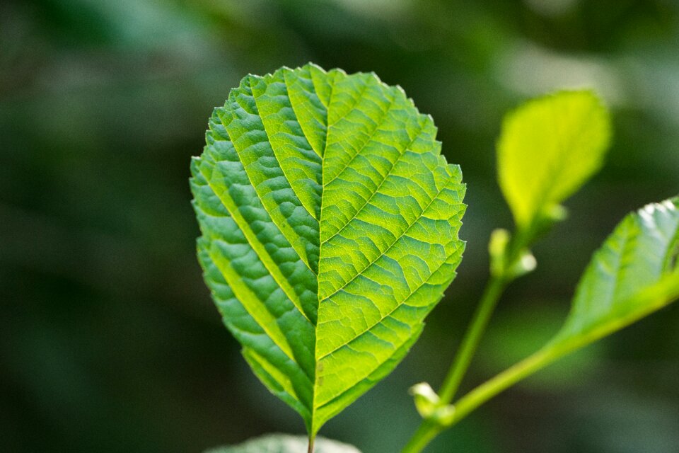 Leaf structure macro green