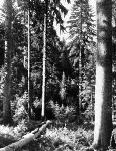 Bosbouw, buitenland, bosgezichten, fijnspar, zilverden, Bestanddeelnr 194-1224