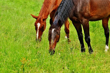 Stallion eat paddock