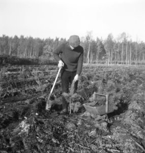 Bosbouw, arbeiders, gereedschappen, bakjes, jonge planten, pootwerkzaamheden, Bestanddeelnr 253-5660