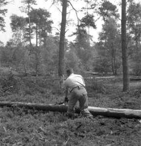 Bosbewerking, arbeiders, boomstammen, werkzaamheden, Bestanddeelnr 251-7857