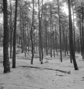Bossen, sneeuw, overzichten, Bestanddeelnr 253-5431