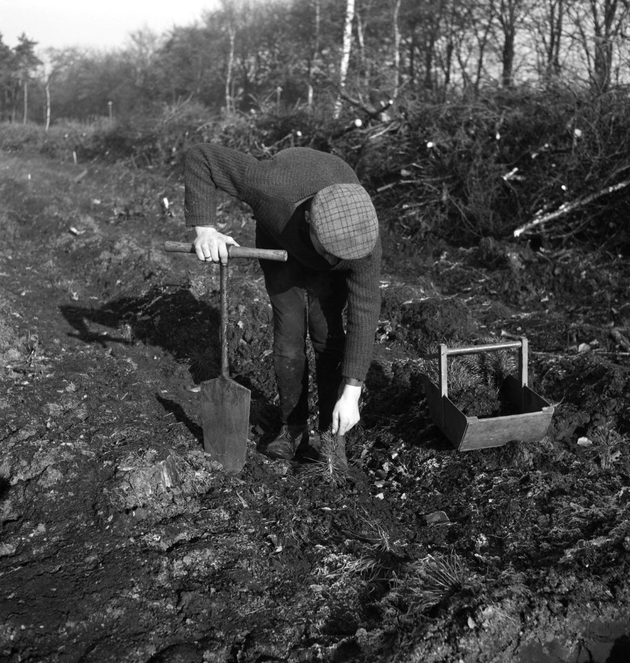 Bosbouw, arbeiders, gereedschappen, bakjes, jonge planten, pootwerkzaamheden, Bestanddeelnr 253-5661