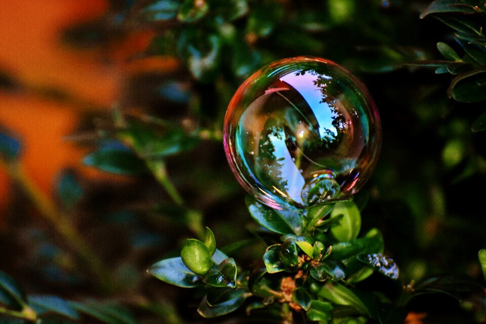 Buxus balls soapy water photo