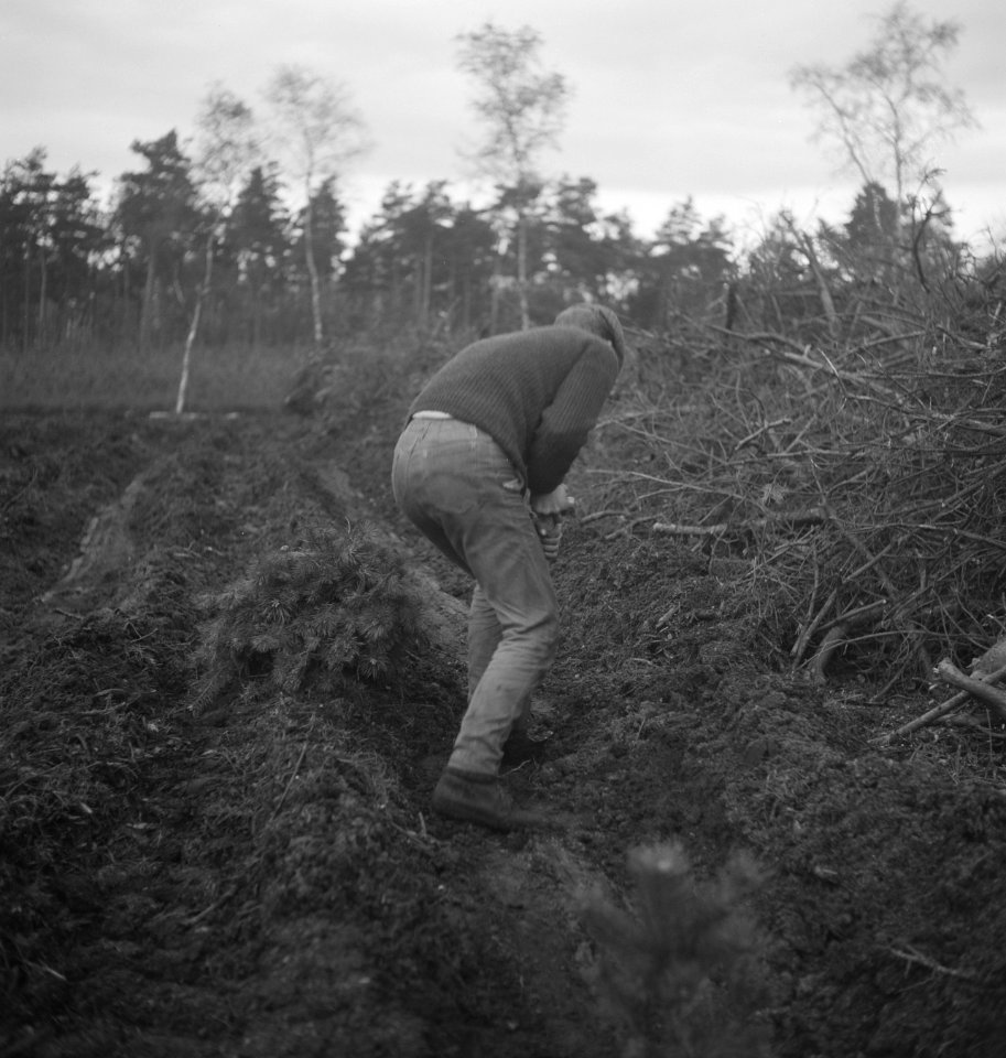 Bosbouw, arbeiders, pootwerkzaamheden, gereedschappen, jonge planten, Bestanddeelnr 253-5641
