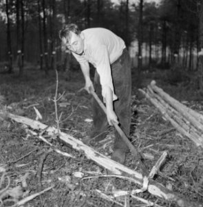 Bosbewerking, arbeiders, boomstammen, gereedschappen, Bestanddeelnr 251-9151