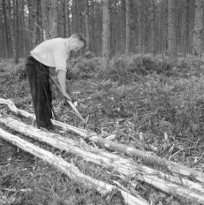 Bosbewerking, arbeiders, gereedschappen, bomen vellen, Bestanddeelnr 251-9438