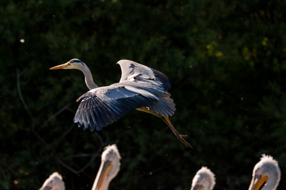 Nature grey heron sea