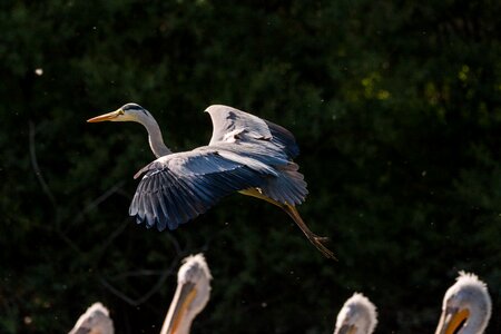 Nature grey heron sea