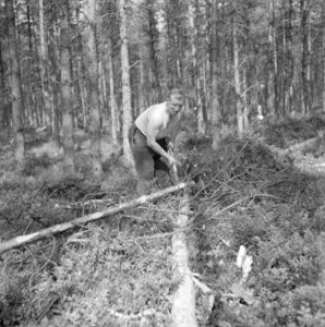 Bosbewerking, arbeiders, gereedschappen, bomen vellen, Bestanddeelnr 251-9460