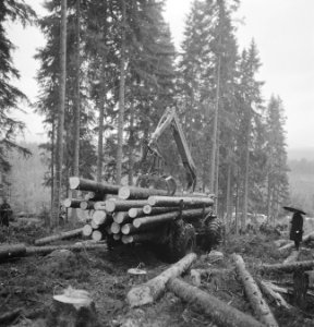 Bosbewerking, vrachtwagens, boomstammen, Bestanddeelnr 253-5288