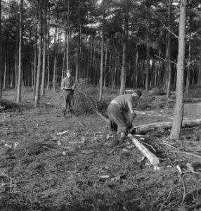 Bosbewerking, arbeiders, gereedschappen, boomstammen, Bestanddeelnr 251-8324