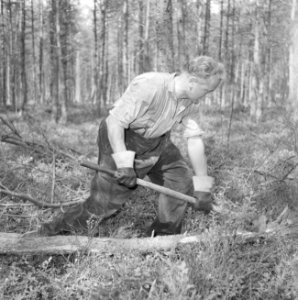 Bosbewerking, arbeiders, gereedschappen, bomen vellen, Bestanddeelnr 251-9439