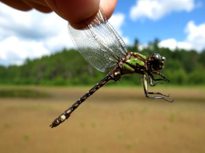 Boreal snaketail 8527168 aug 16 2013