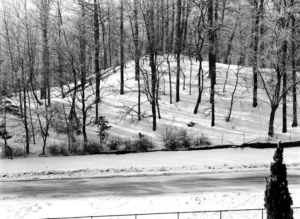 Bossen, sneeuw, Bestanddeelnr 253-6853