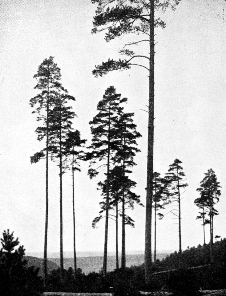 Bosbouw, buitenland, bosgezichten, groveden, Bestanddeelnr 194-1167