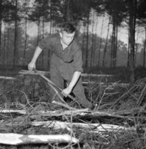 Bosbewerking, arbeiders, boomstammen, gereedschappen, Bestanddeelnr 251-9142