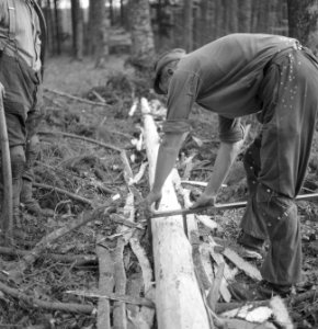 Bosbewerking, arbeiders, boomstammen, gereedschappen, Bestanddeelnr 251-7935