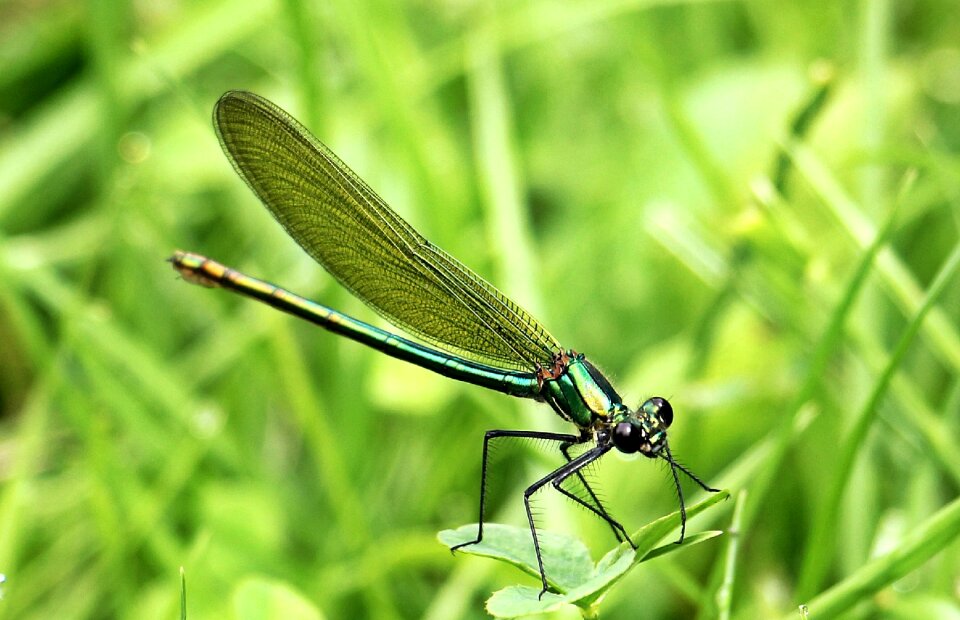 Animal flight insect creature