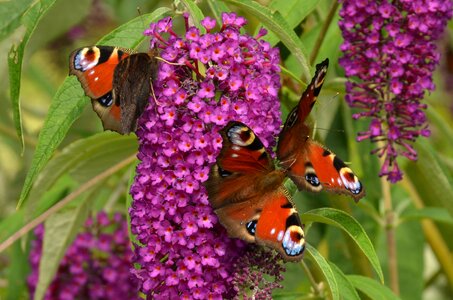 Butterfly plant flower food