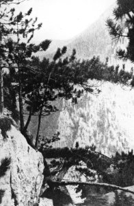 Bosbouw, buitenland, bosgezichten, pinus nigra, Bestanddeelnr 194-1222