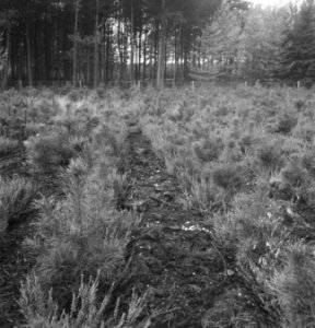 Bosbouw, overzichten, jonge plantjes, Bestanddeelnr 253-5607