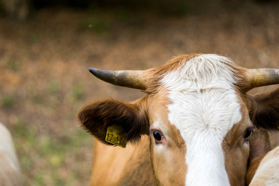 Horn close up milk cow