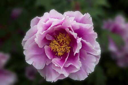 Bloom peonie rose photo