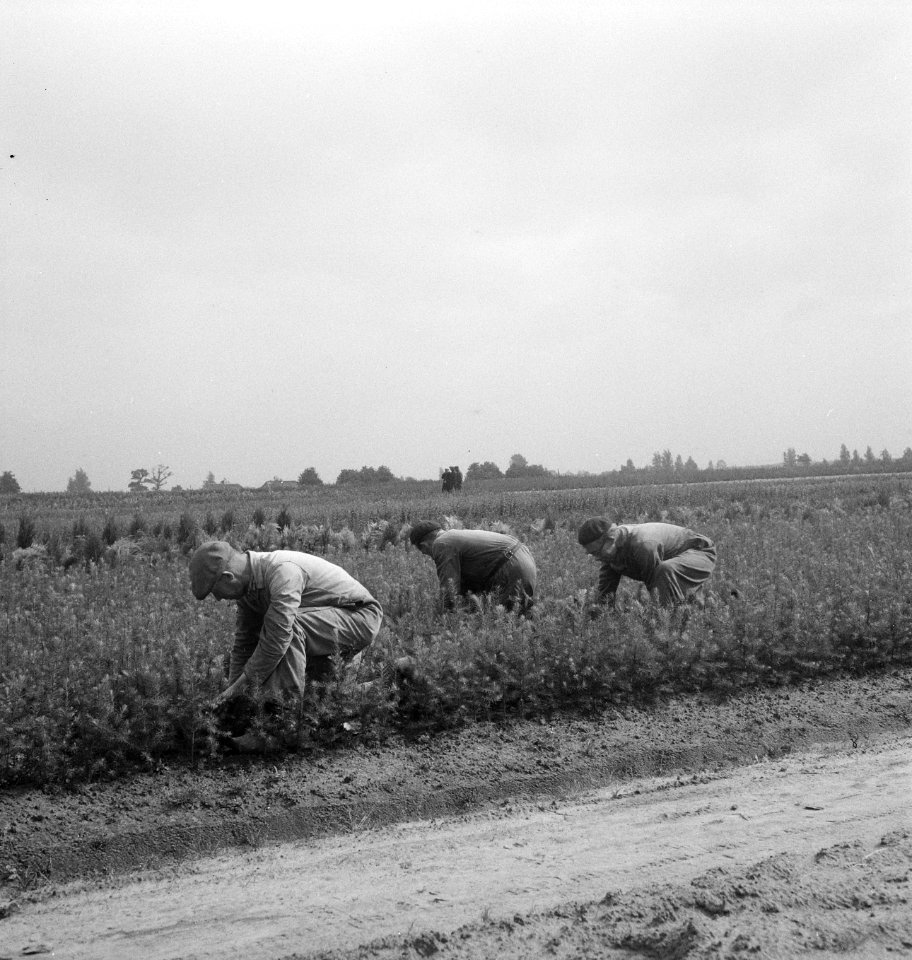 Bosbouw, arbeiders, werkzaamheden, jonge planten, Bestanddeelnr 251-9739