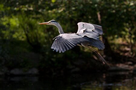 Nature grey heron sea photo