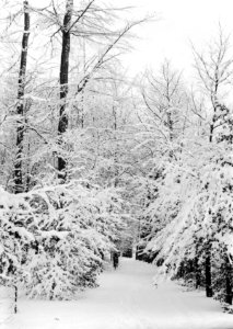 Bossen, sneeuw, Bestanddeelnr 253-6858