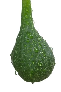 Real coward green fig fruit