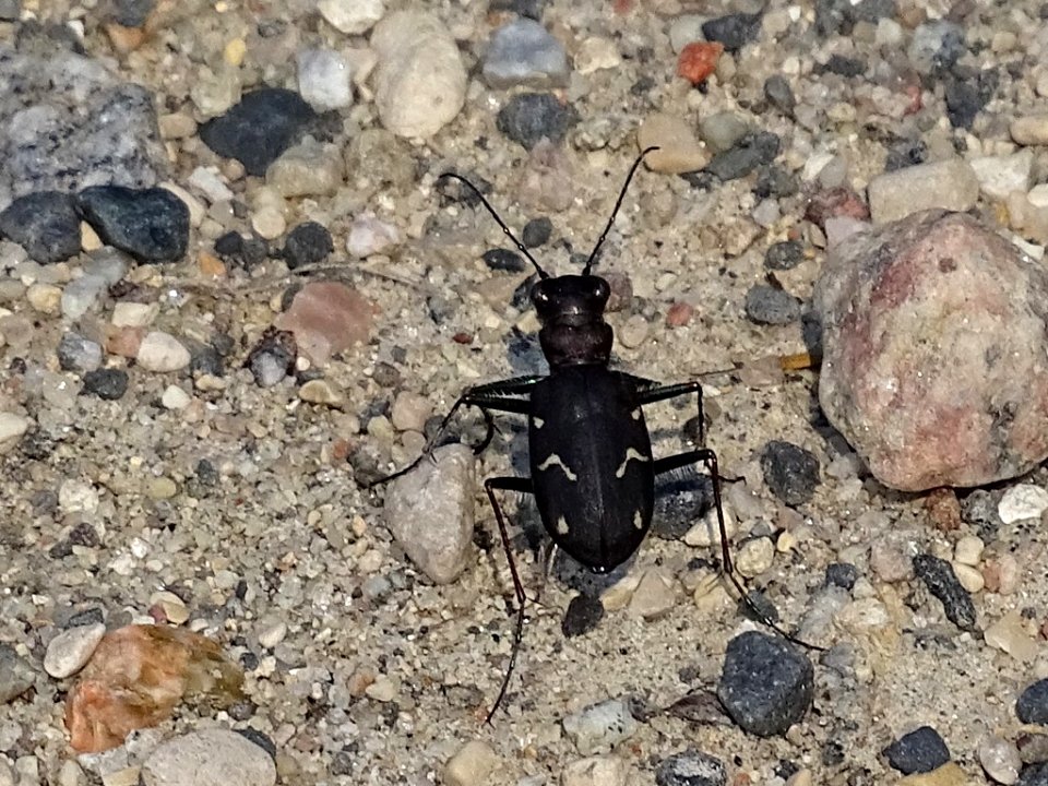 Boreal long-lipped tiger beetle Cicindela longilabris 13683316 2018-06-22