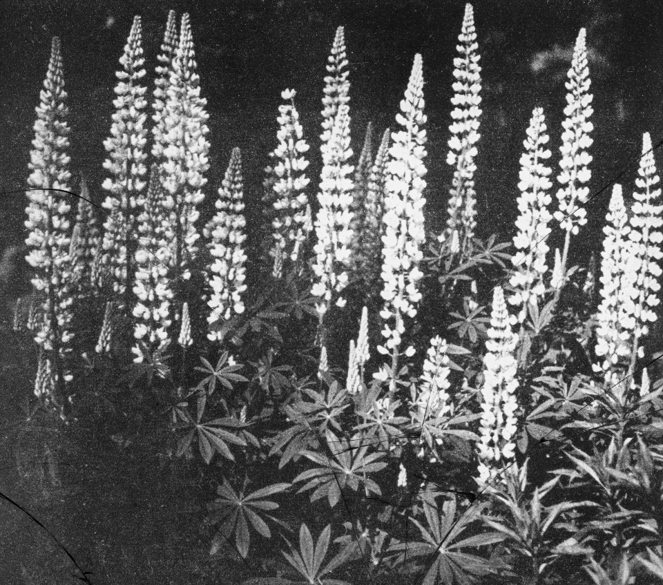 Bosbouw, bosbehandeling, dunning, verjonging, lupine, Bestanddeelnr 194-1203