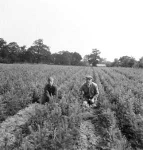 Bosbouw, landerijen, arbeiders, werkzaamheden, Bestanddeelnr 253-4567