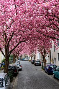 Spring blossom cherry