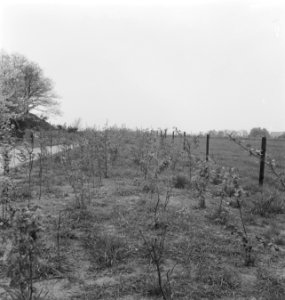 Bosbouw, jonge planten, Bestanddeelnr 253-5760