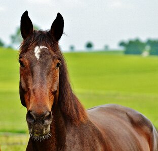 Eat paddock brown photo