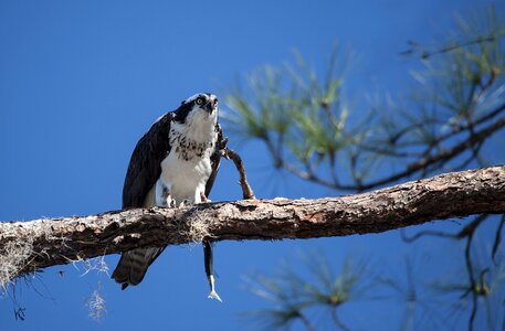 Animal nature florida