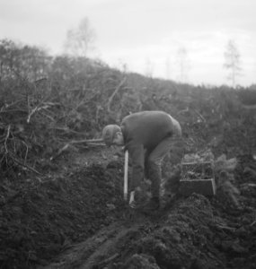 Bosbouw, arbeiders, pootwerkzaamheden, gereedschappen, bakjes, jonge planten, Bestanddeelnr 253-5639