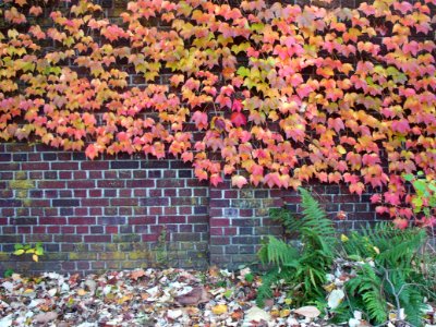 Boston Ivy in autumn, Mellon Park, Pittsburgh