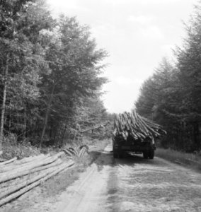 Bosbewerking, vrachtwagens, takelwagens, arbeiders, boomstammen, Bestanddeelnr 253-5546